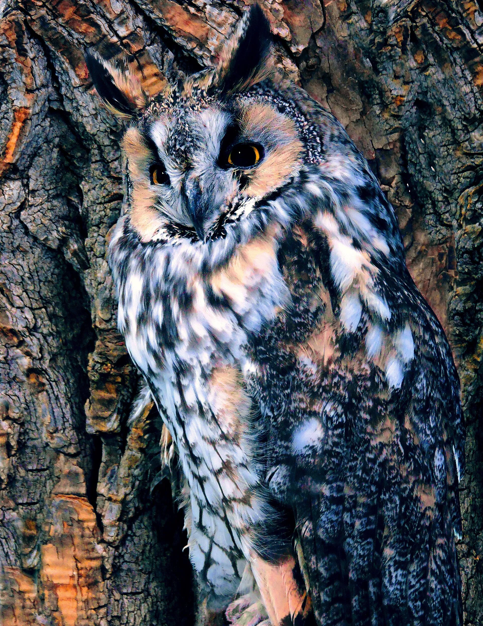Long-eared owl with raised ear tufts camouflaged against tree bark