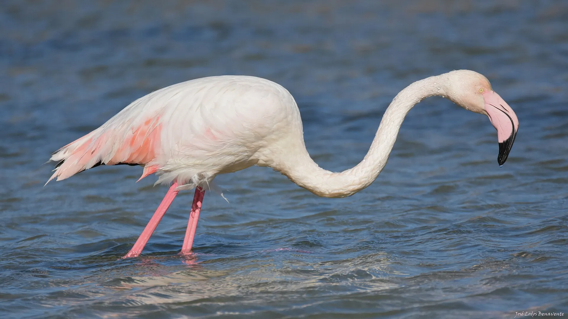 Greater flamingo feeding with its curved bill dipped into shallow water