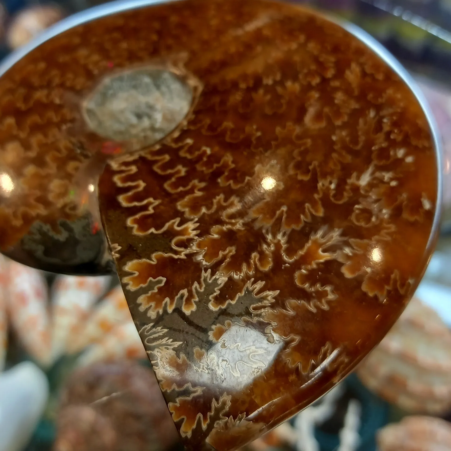 Polished ammonite fossil showing its brown spiral chambers