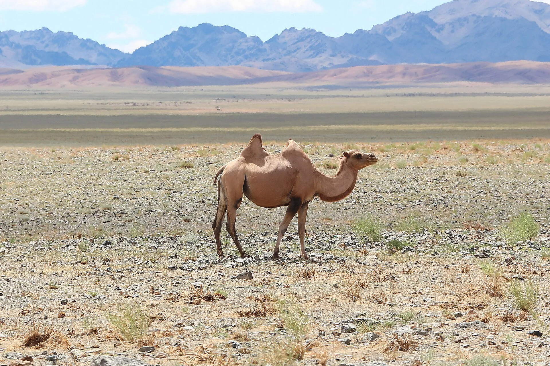 Bactrian camel standing in the Gobi Desert with mountains behind