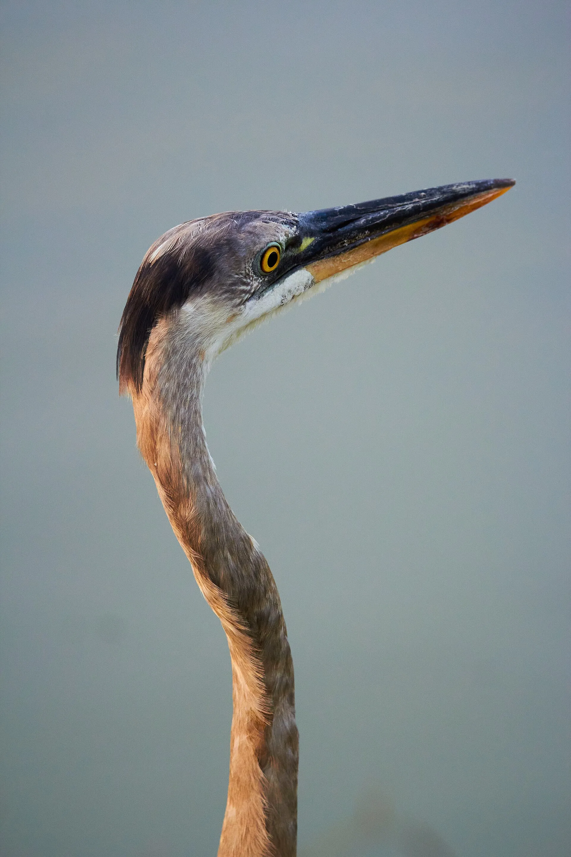 Great blue heron with a long yellow bill in close profile
