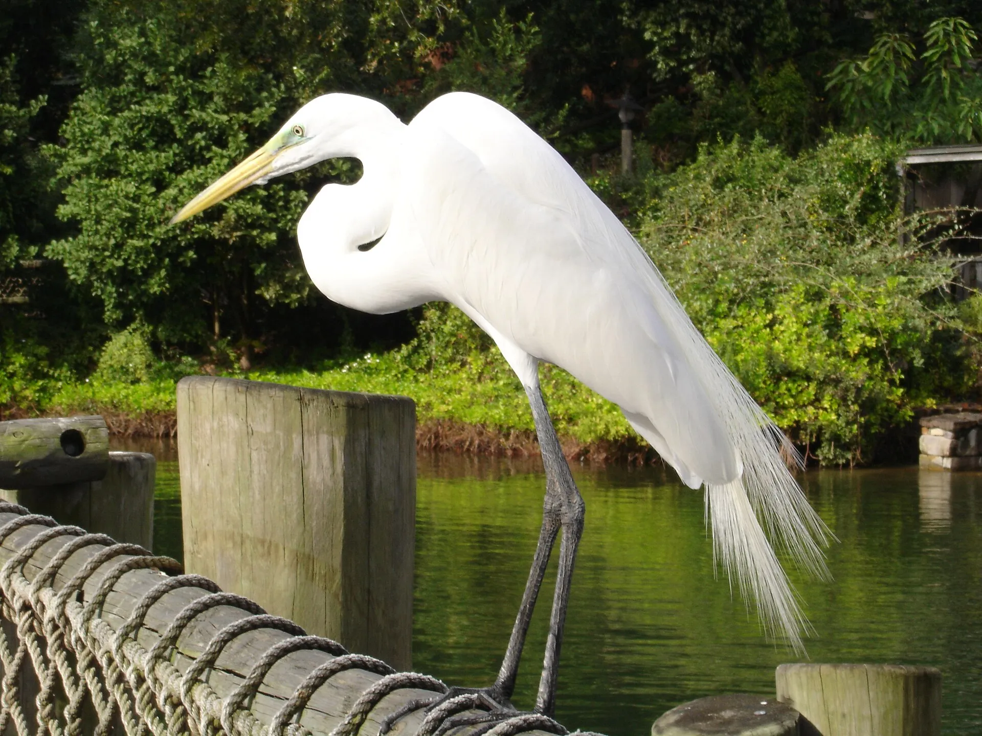 Great egret with long white breeding plumes standing beside water