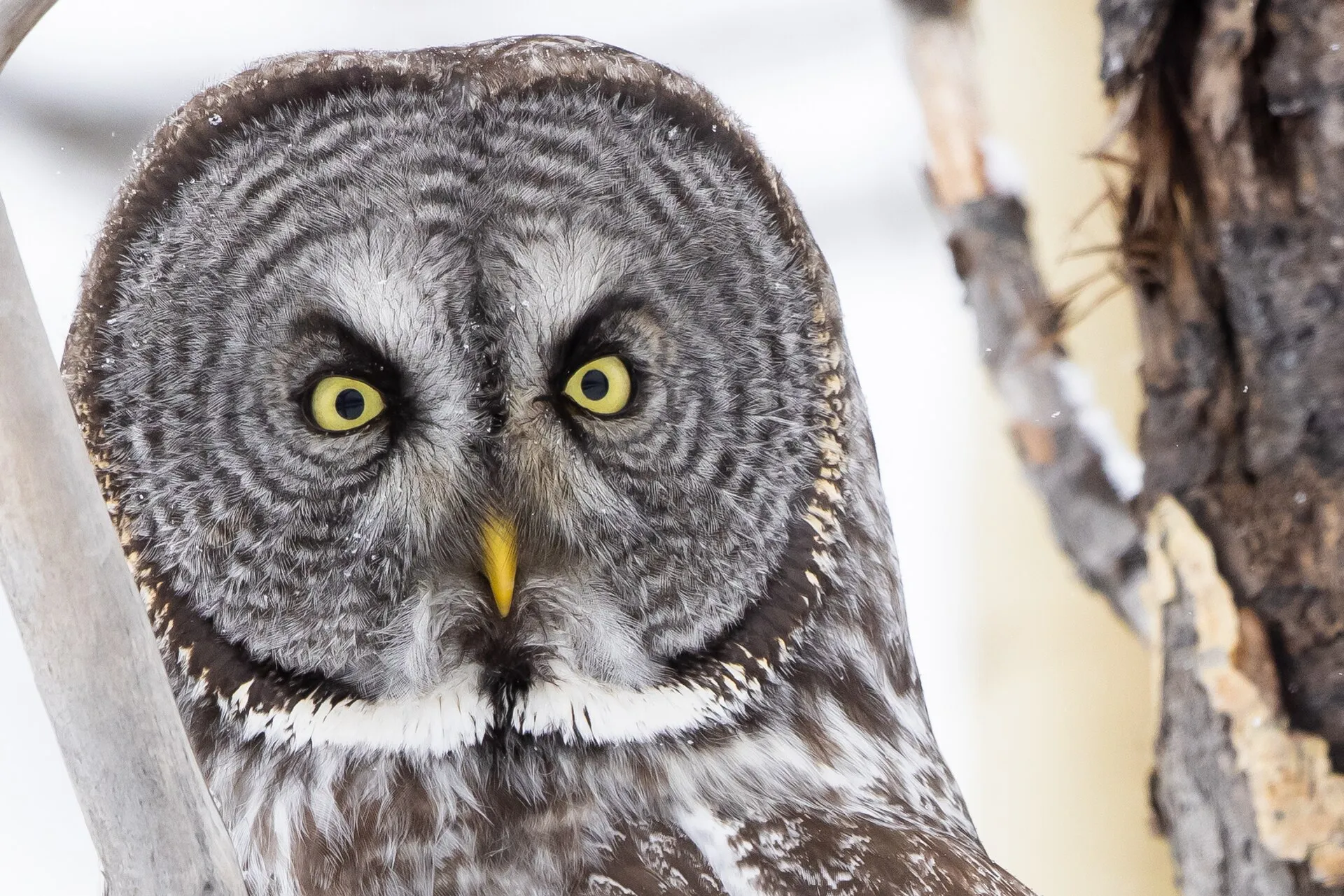 Close-up of a great gray owl's round facial disk and yellow eyes