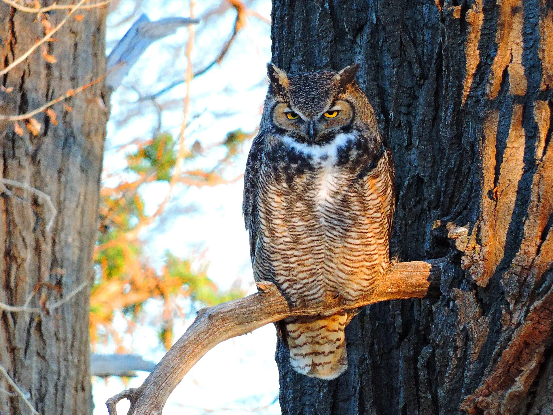 Great horned owl with tall ear tufts perched beside a tree trunk