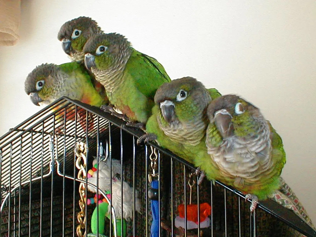 Group of green-cheeked conures perched together on top of a cage
