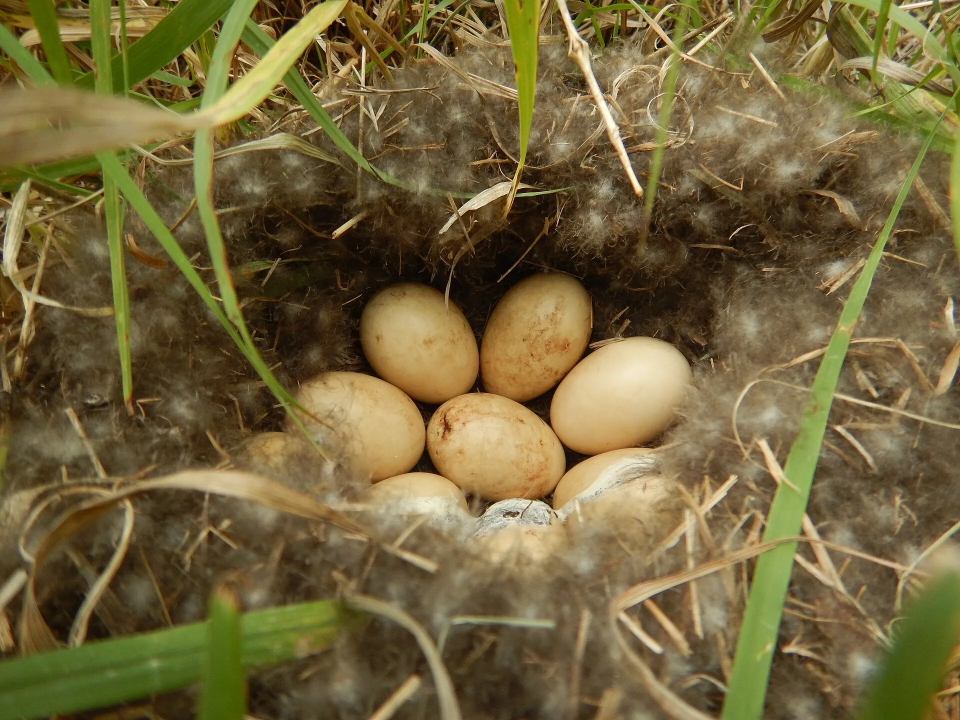 Clutch of duck eggs nestled in a down-lined ground nest