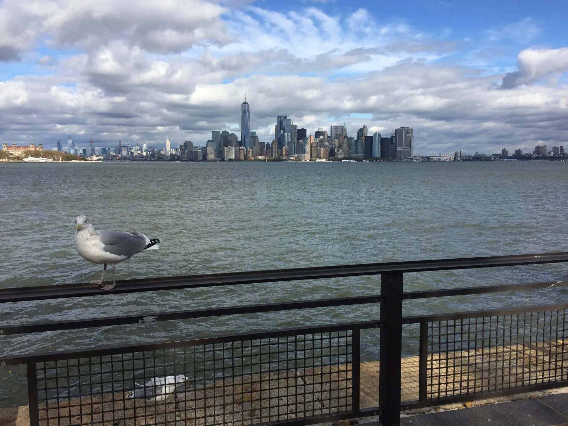 Herring gull perched on a railing with a city skyline across the water