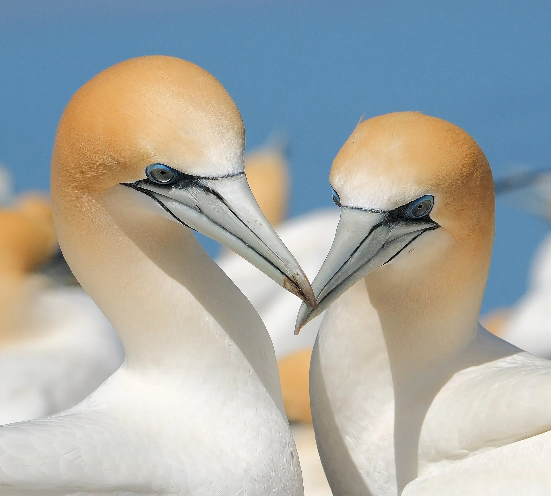 Pair of northern gannets crossing bills in a courtship display