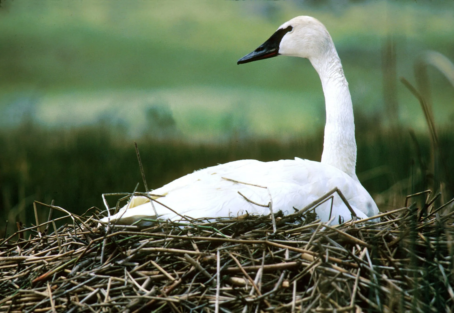 Trumpeter swan with an all-black bill resting on its nest