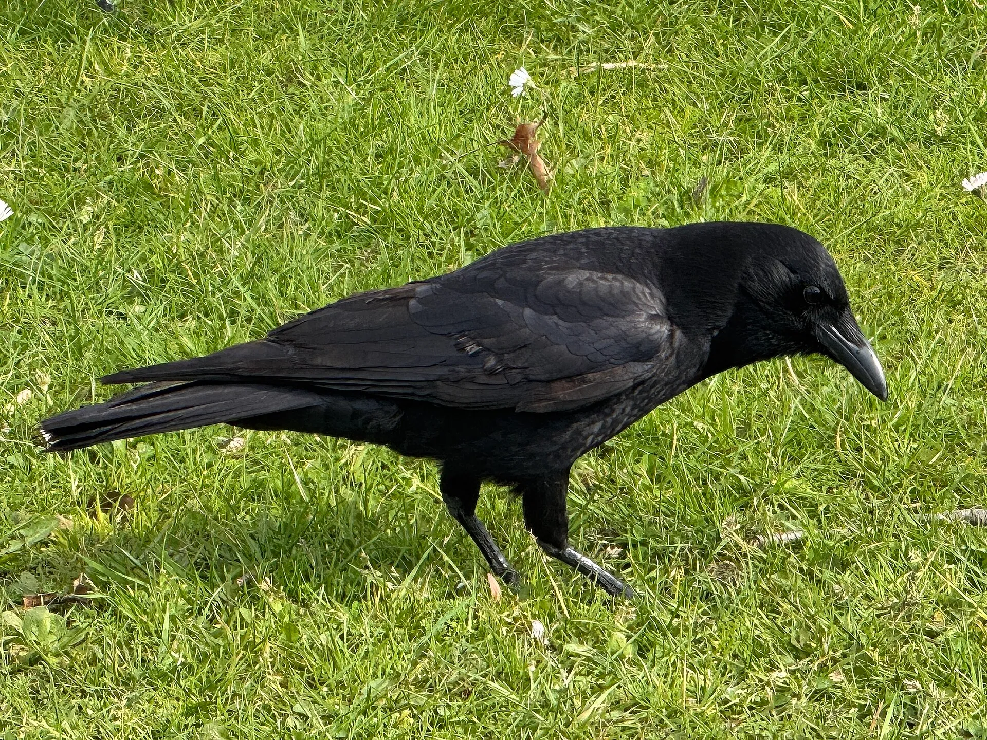 Black crow foraging on a grassy lawn