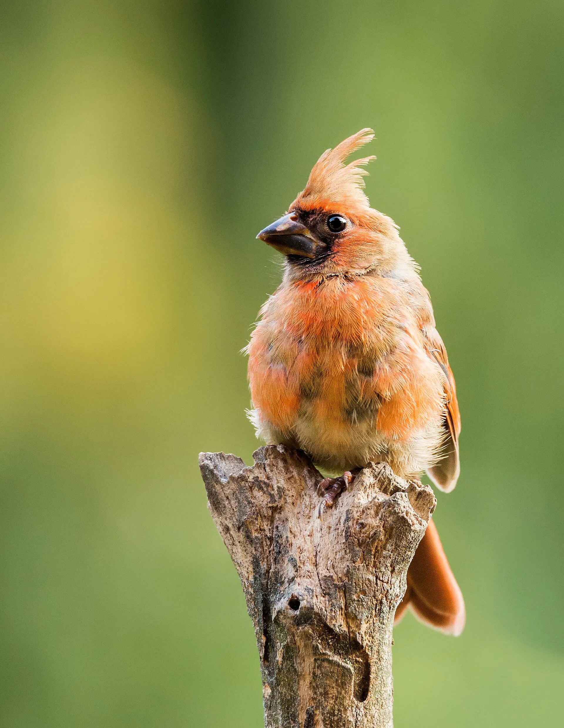 Fluffy juvenile northern cardinal with a short crest perched on a stump