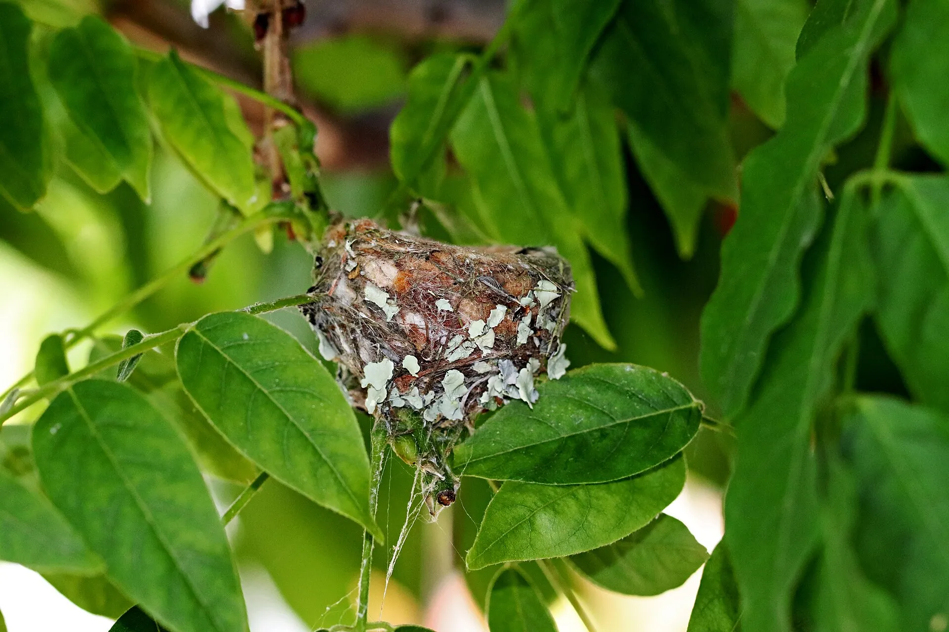 Tiny hummingbird nest with chicks tucked under green leaves