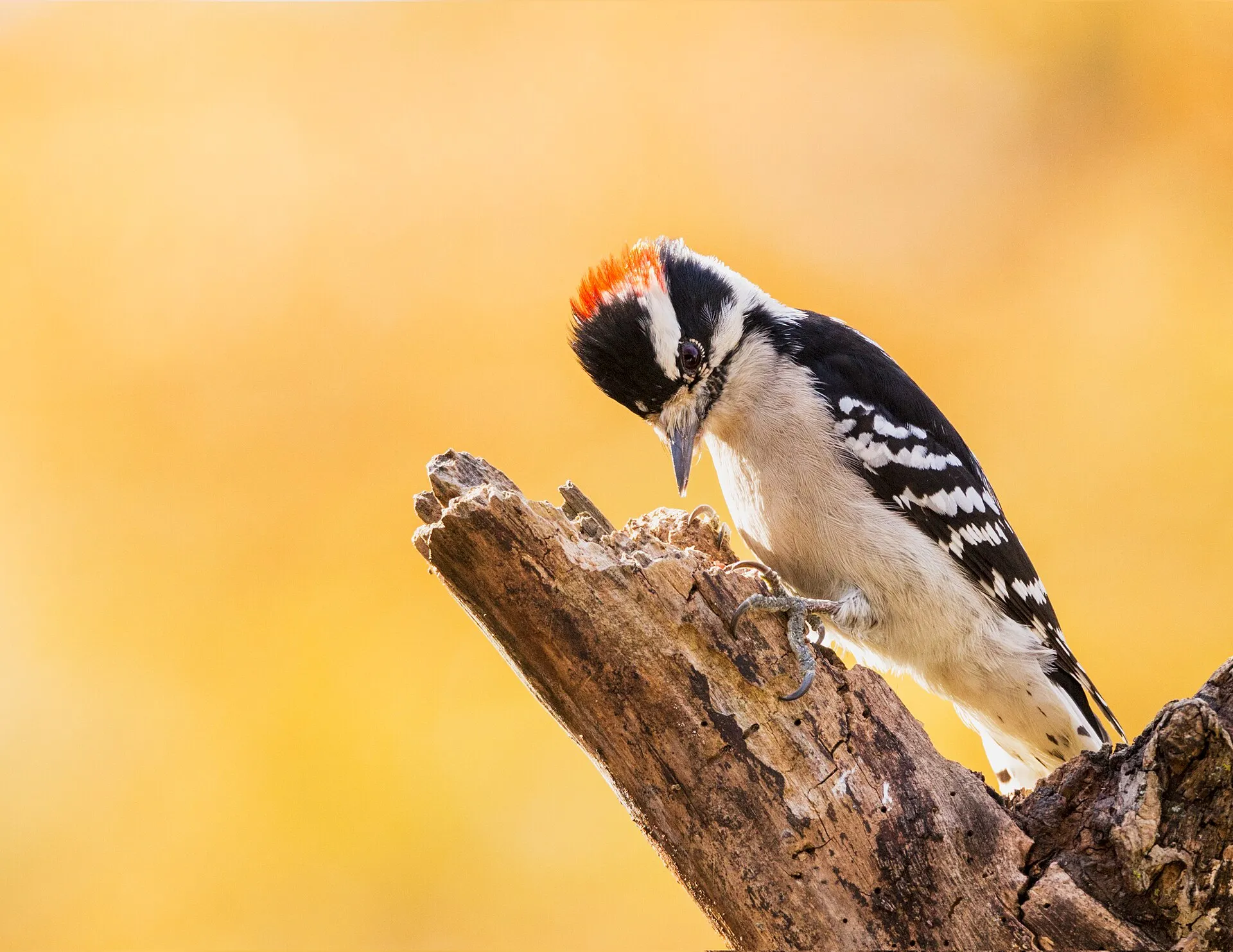 Downy woodpecker clinging to a broken stump against autumn colors
