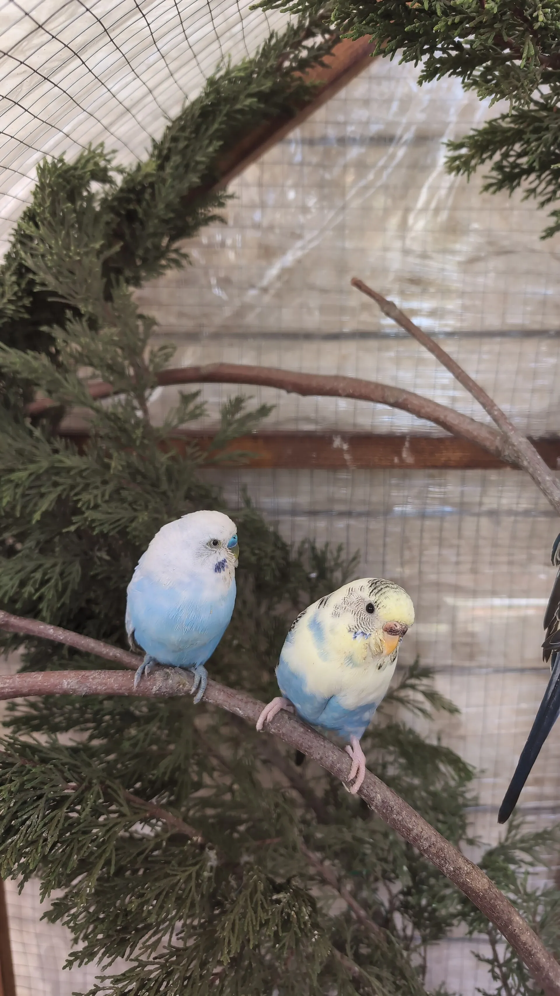 Two pet budgerigars perched side by side showing their different cere colors