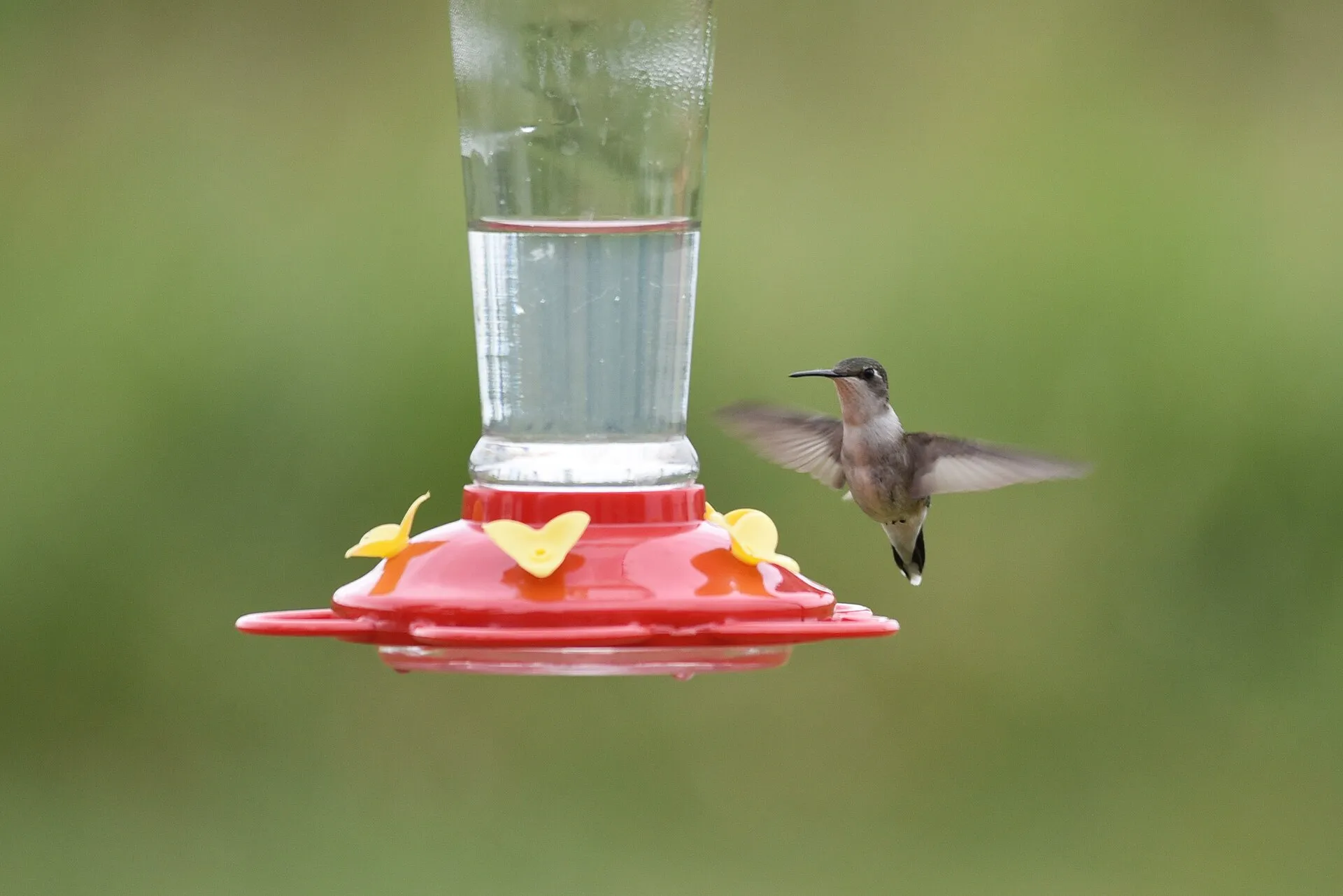 Hummingbird hovering beside a red nectar feeder
