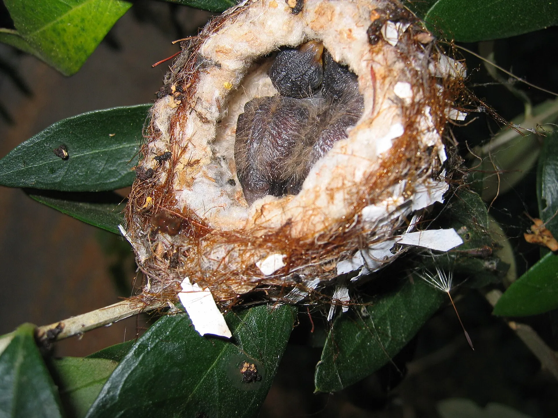 Close-up of a hummingbird nest holding tiny chicks