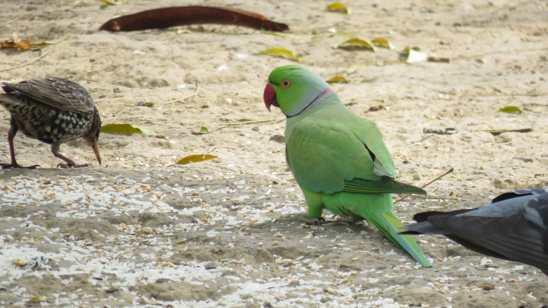 Wild rose-ringed parakeet foraging on open ground
