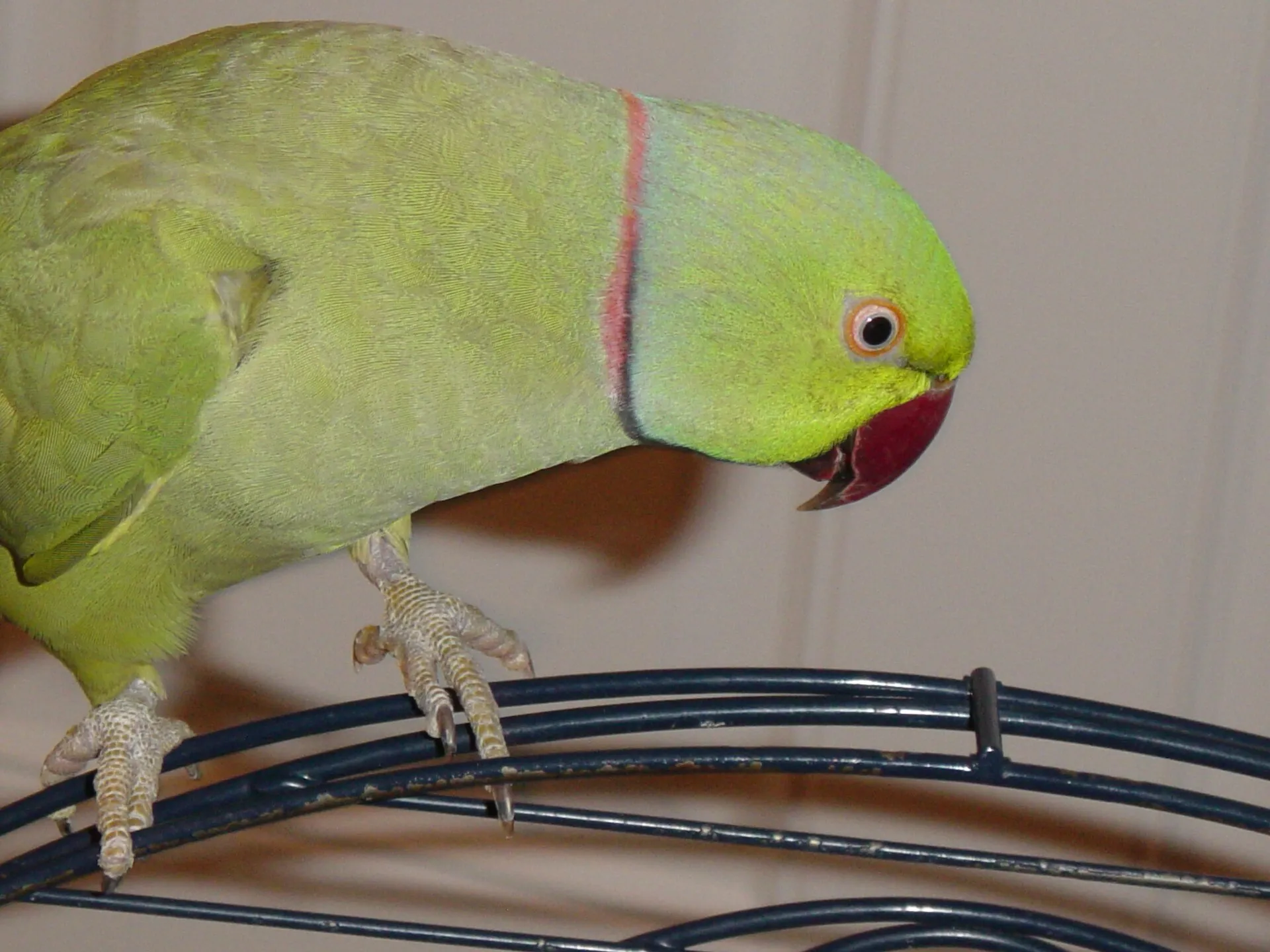 Indian ringneck parakeet with a red beak perched on its cage