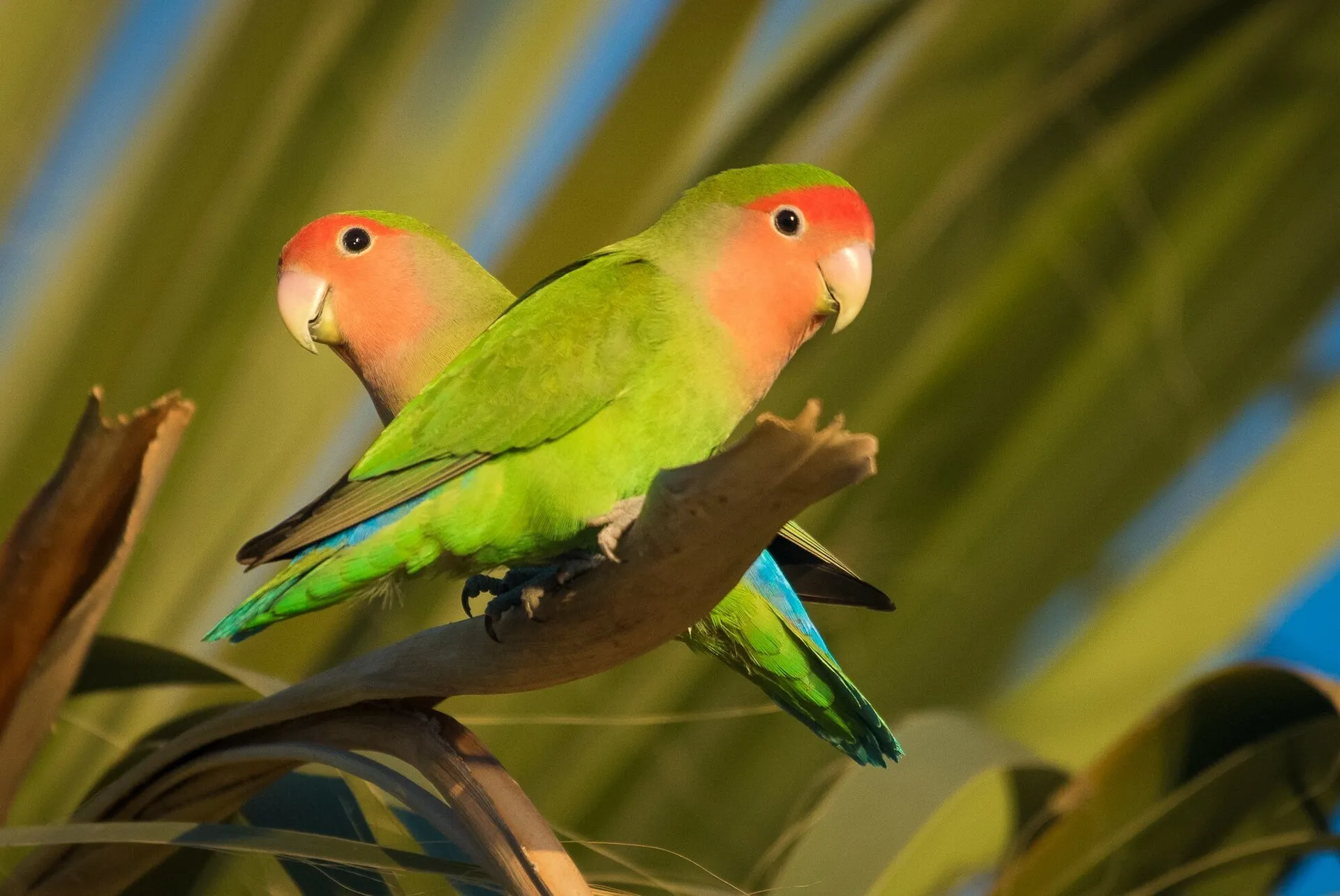 Pair of peach-faced lovebirds perched side by side
