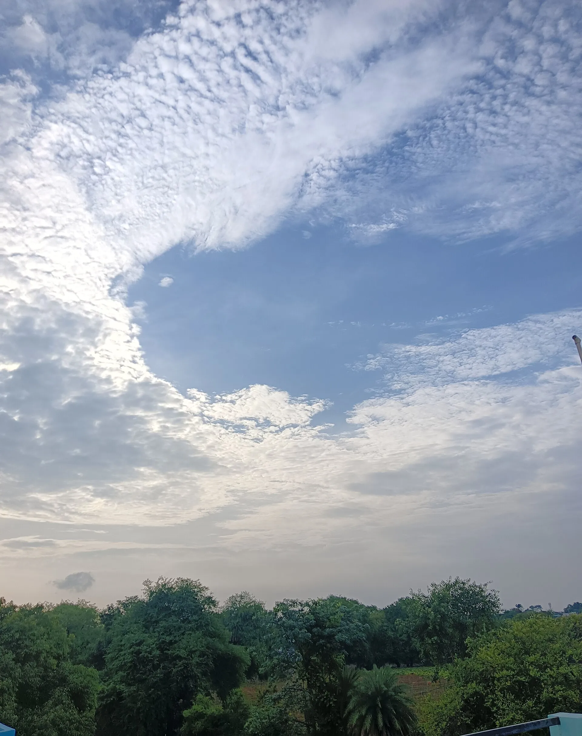 Sheet of altocumulus clouds spreading above a treeline