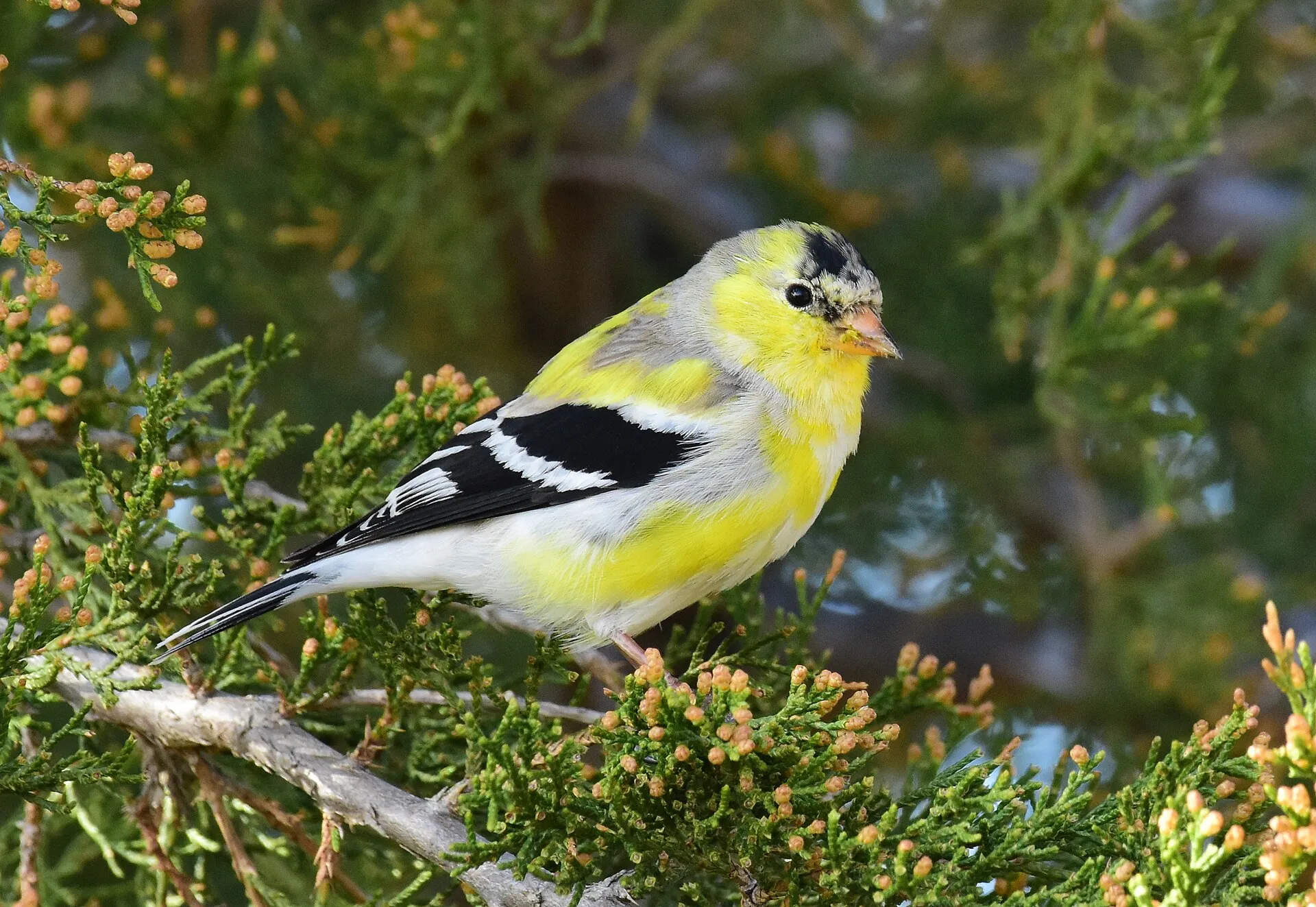Male American goldfinch with bright yellow body and black cap perched in a juniper