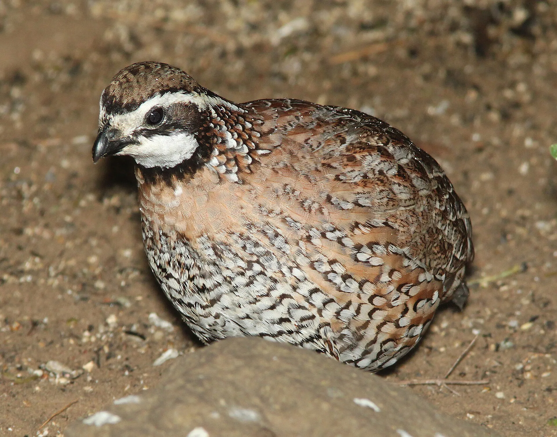 Northern bobwhite quail with mottled brown plumage crouched on the ground
