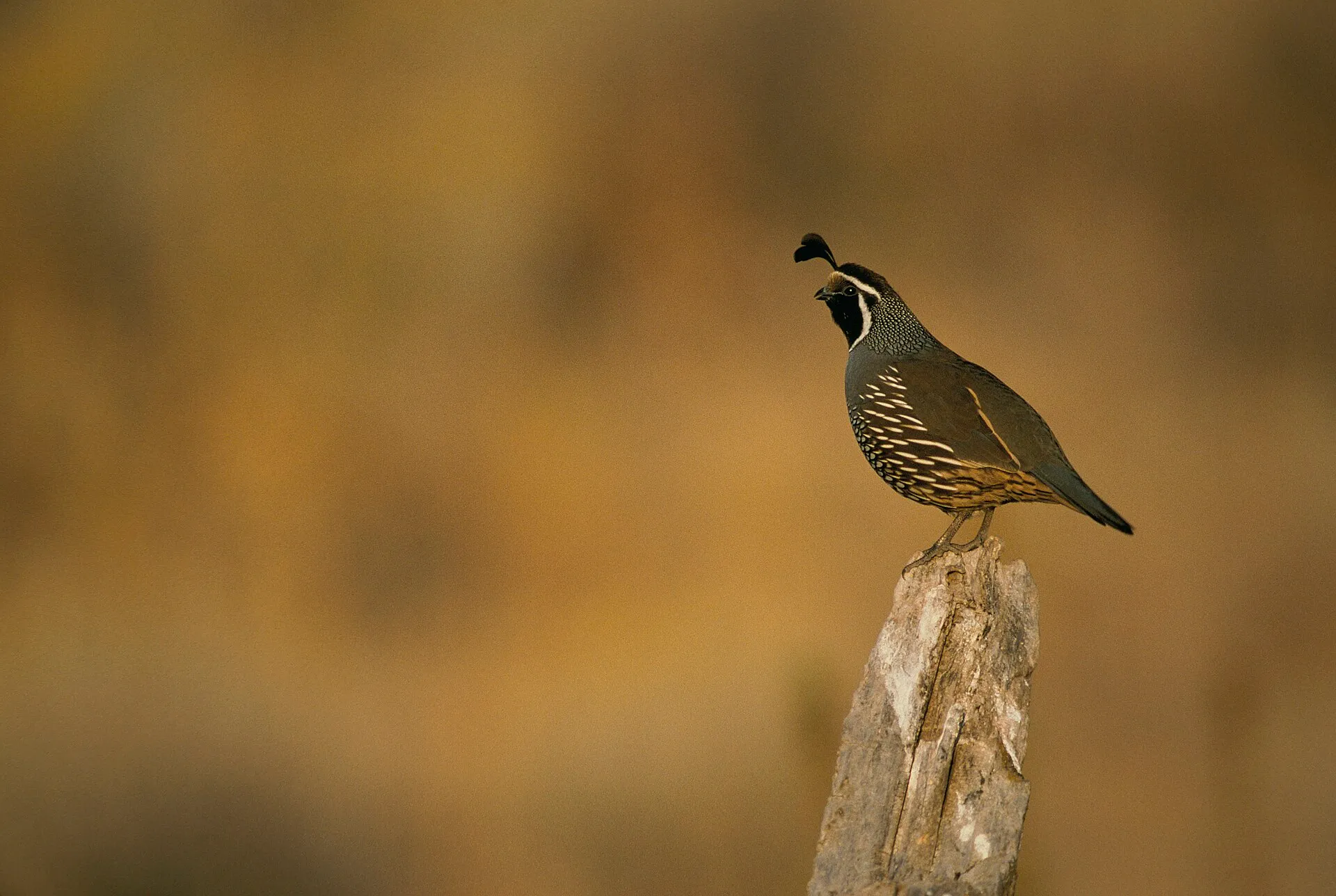 California quail with curved head plume perched on a weathered post