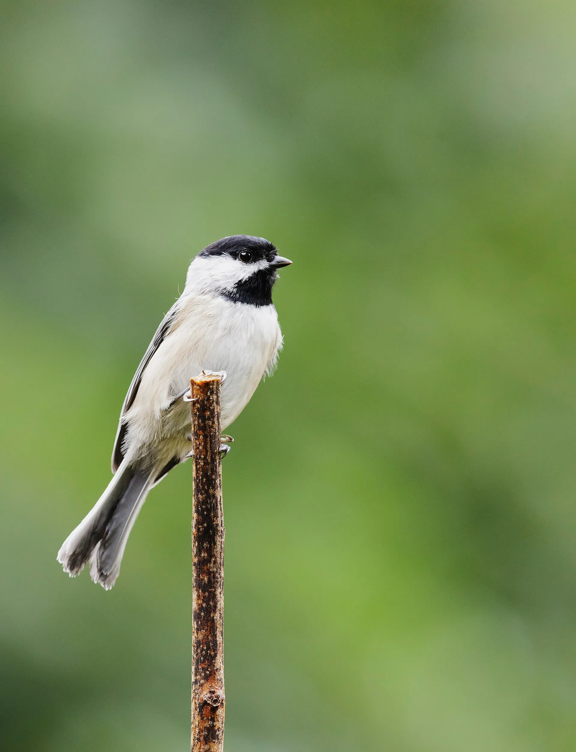 Carolina chickadee with a black cap perched on a bare stem