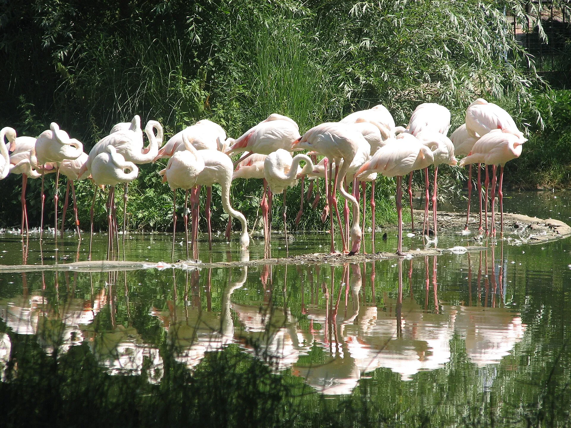 Flock of flamingos wading at the edge of green water