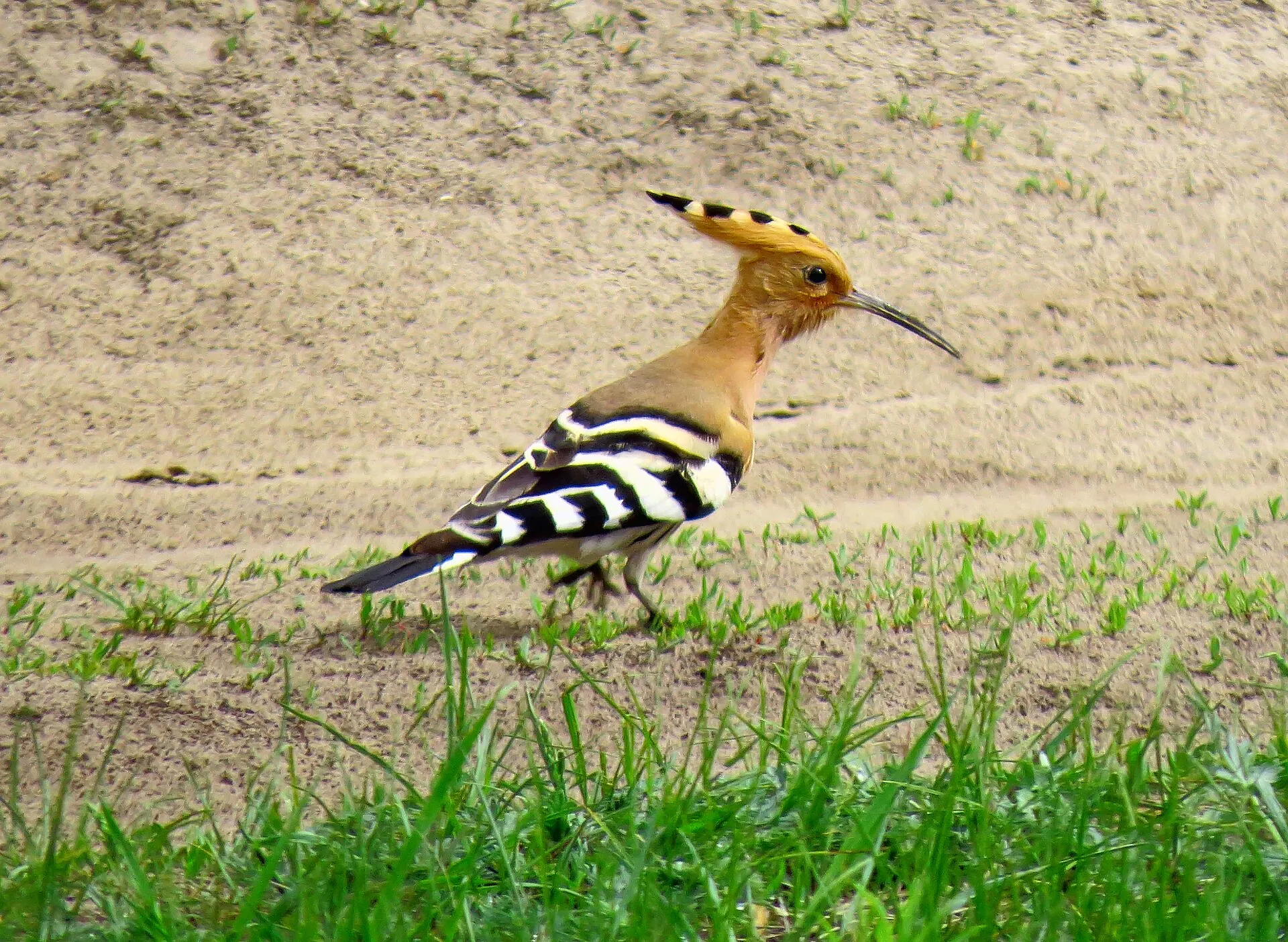 Eurasian hoopoe with an orange crest and striped wings foraging on the ground