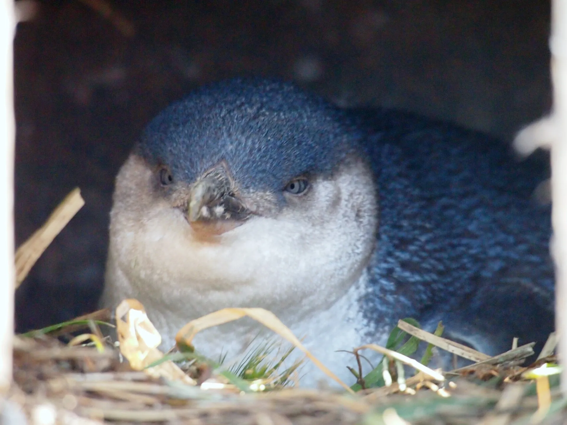 Little fairy penguin with slate-blue feathers peering from its nest