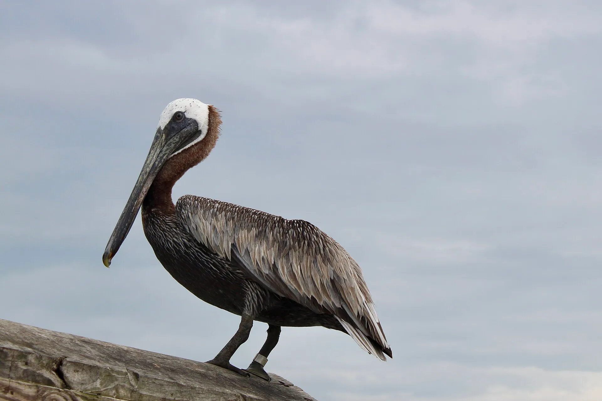 Brown pelican with a long pouched bill perched on a rock
