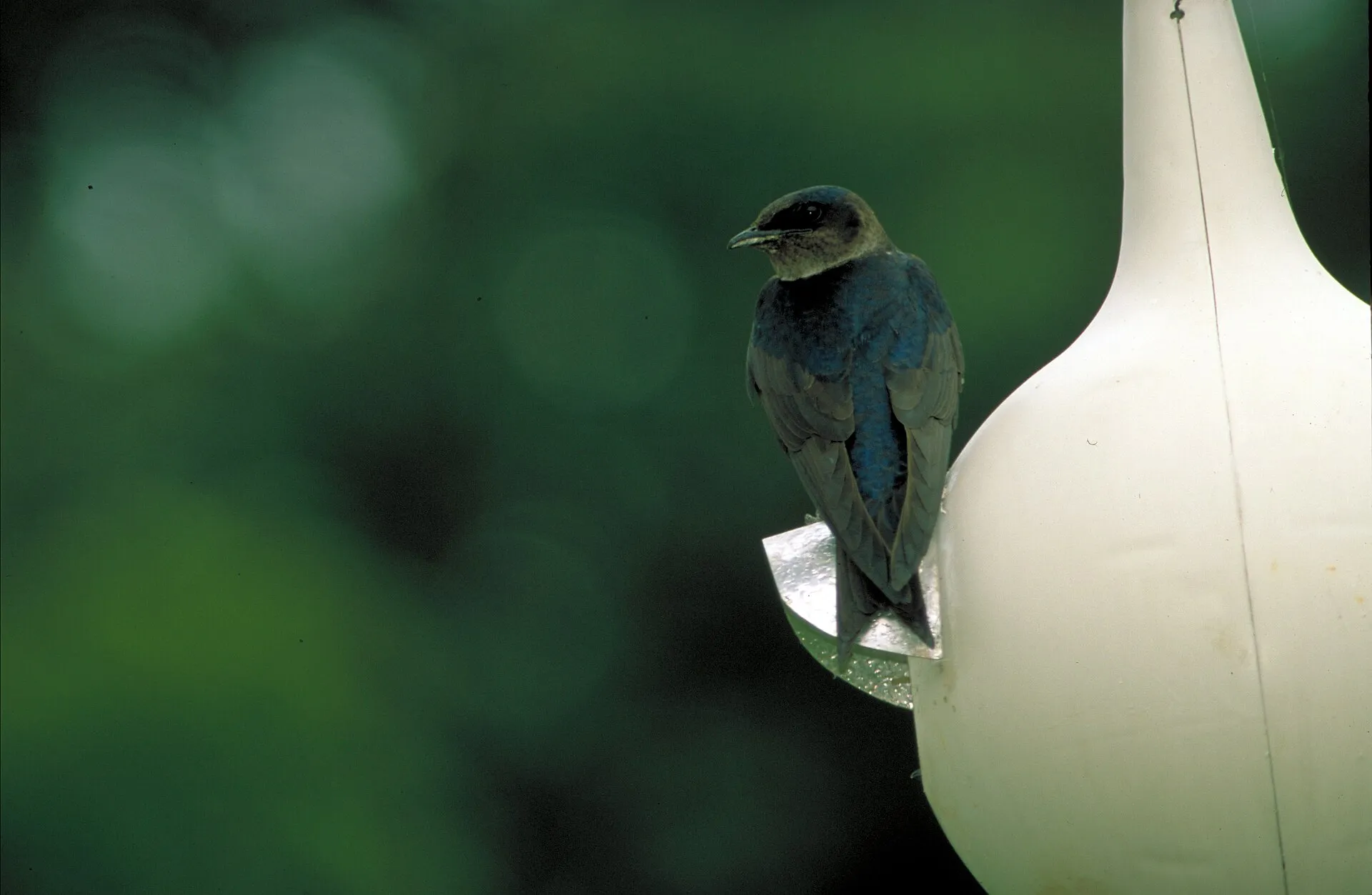 Purple martin clinging to its white gourd birdhouse