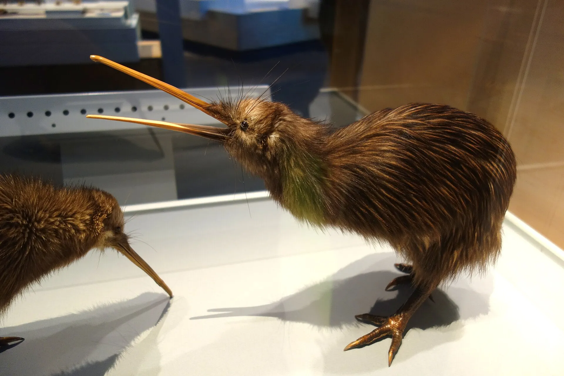 Museum specimen of a brown kiwi with its long slender bill