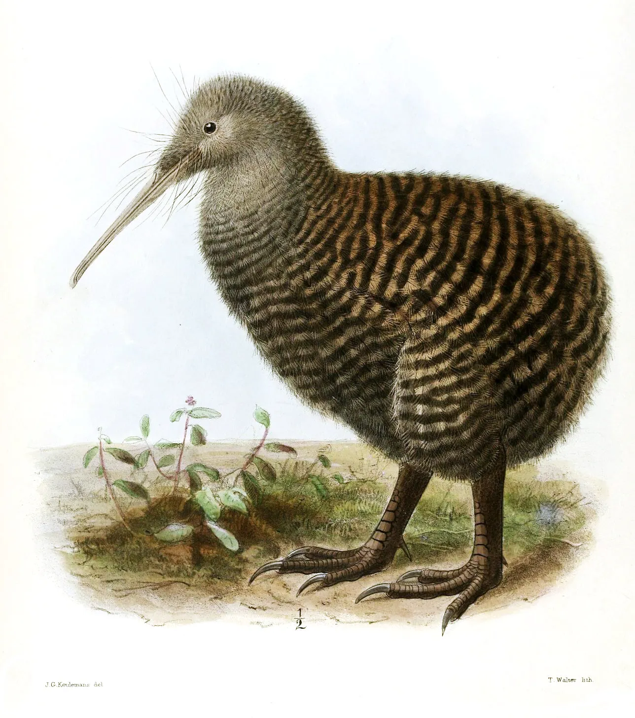 Vintage natural history illustration of a brown kiwi on the forest floor