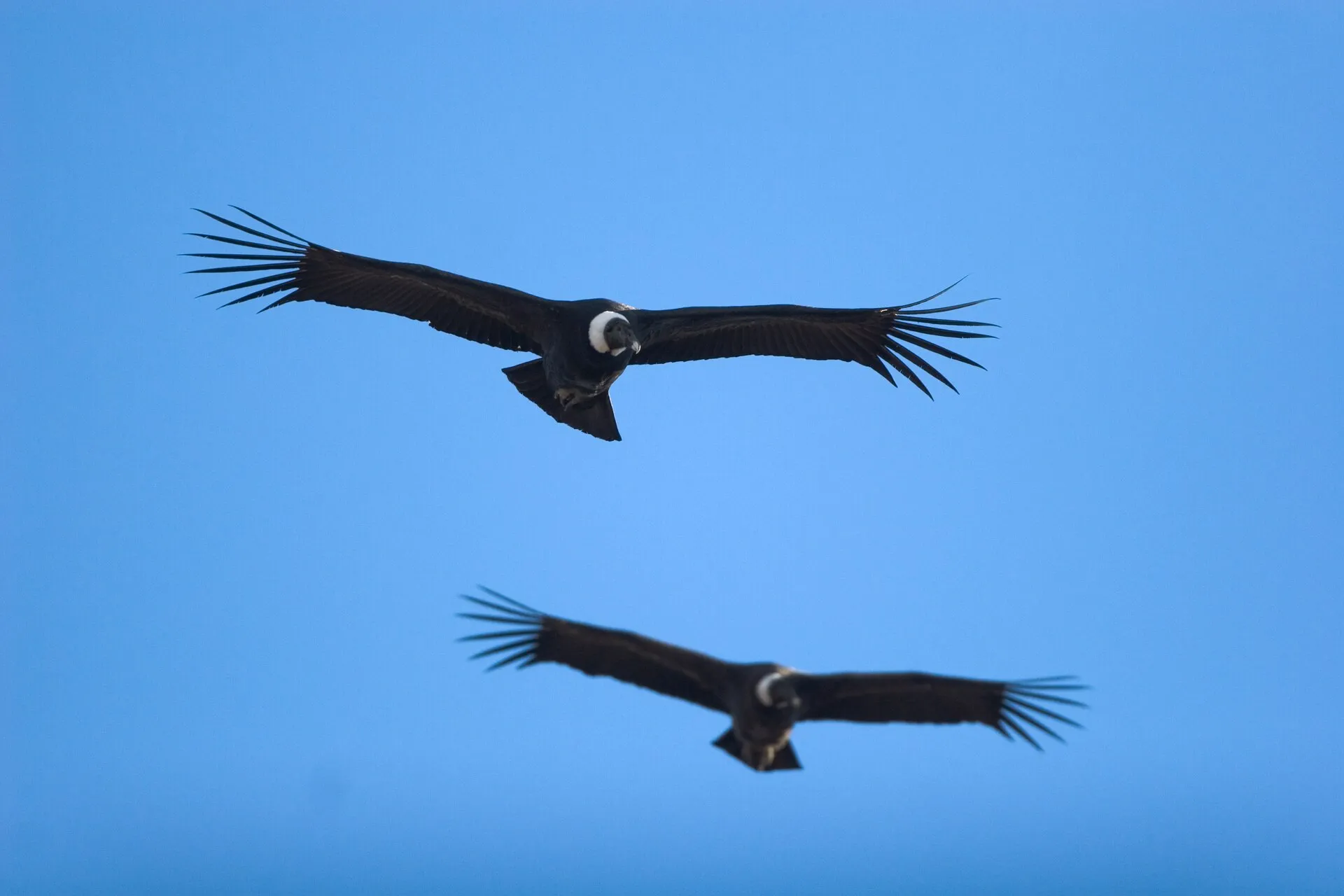 Two Andean condors soaring against a clear blue sky