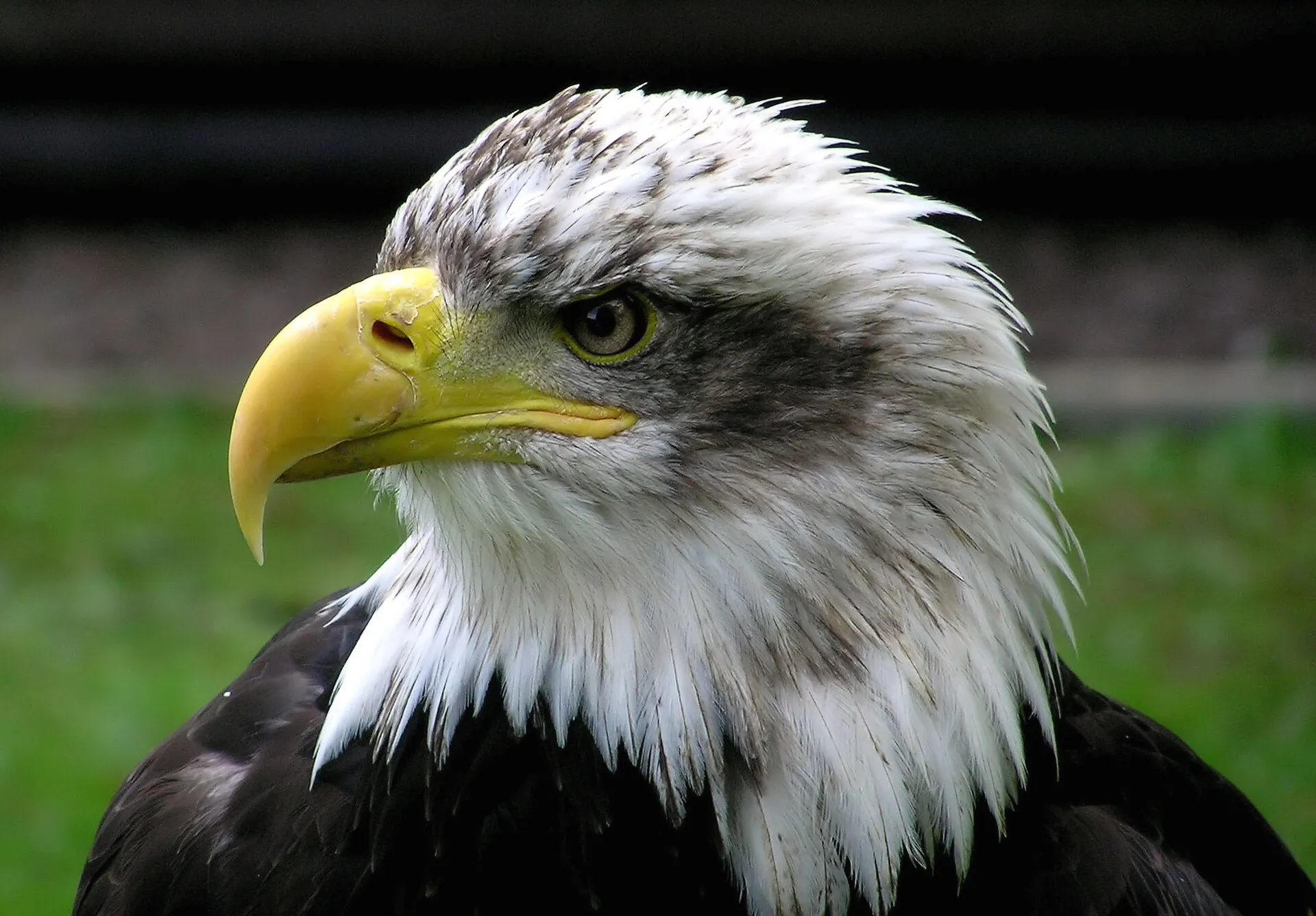Close-up of a bald eagle's white head and yellow hooked beak