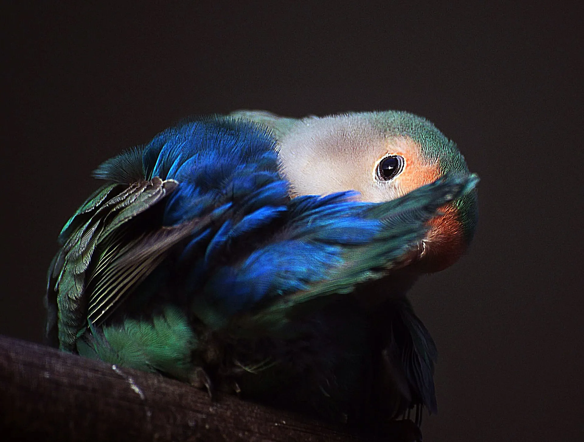 Blue and green lovebird preening its wing feathers