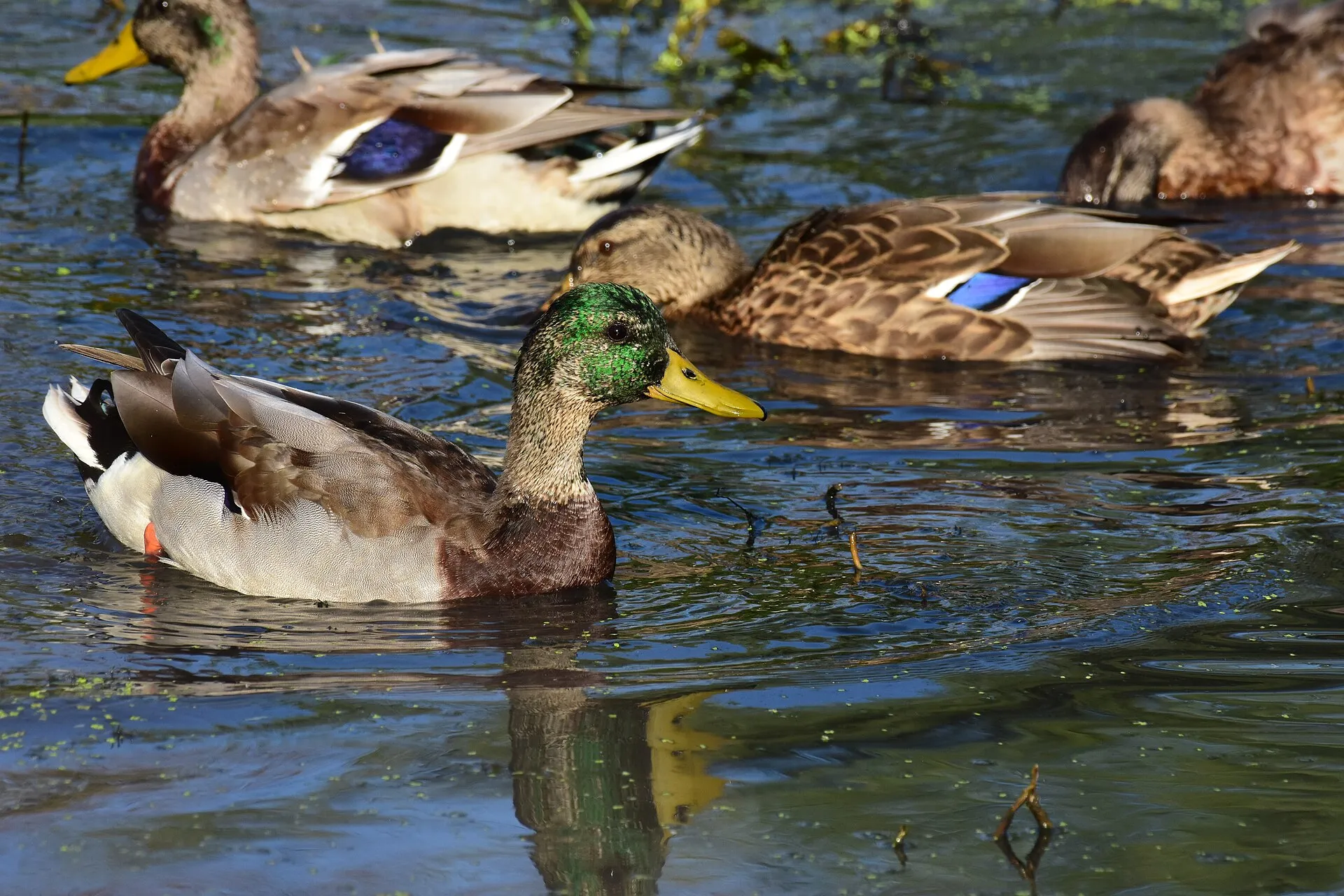 Mallard ducks in patchy eclipse plumage during their summer molt