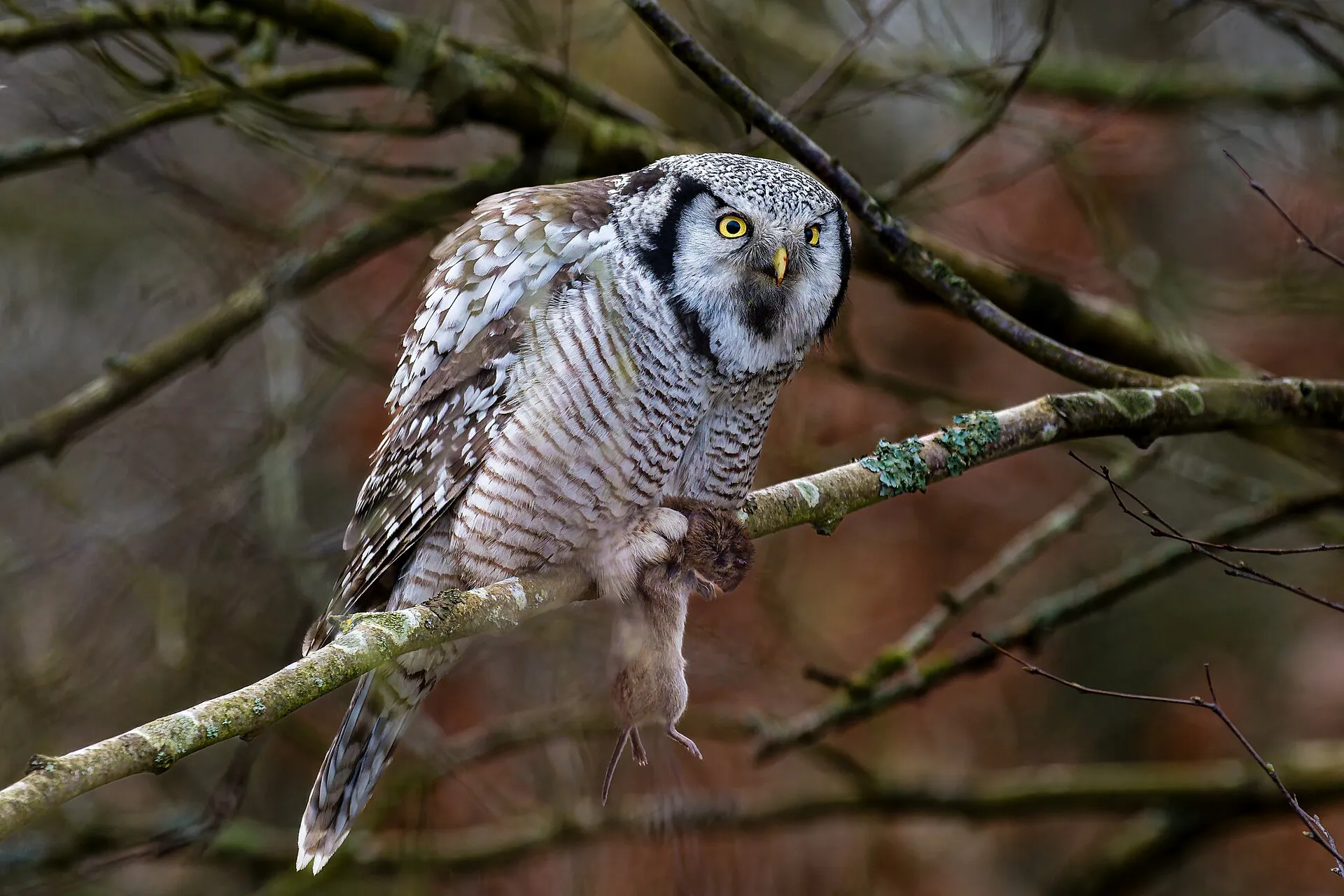Northern hawk owl with barred underparts perched on a mossy branch
