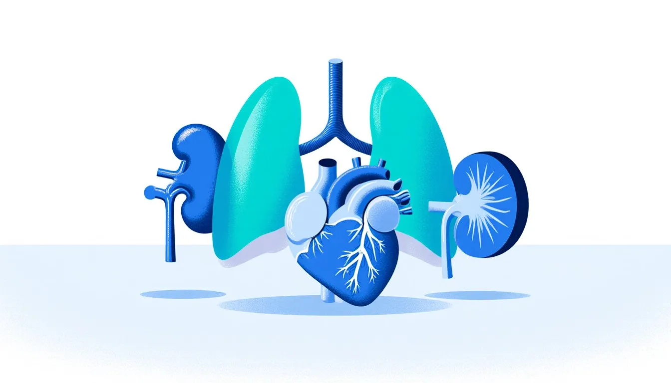 Stylised illustration of a heart, lungs, and kidney arranged together, representing organs eligible for donation