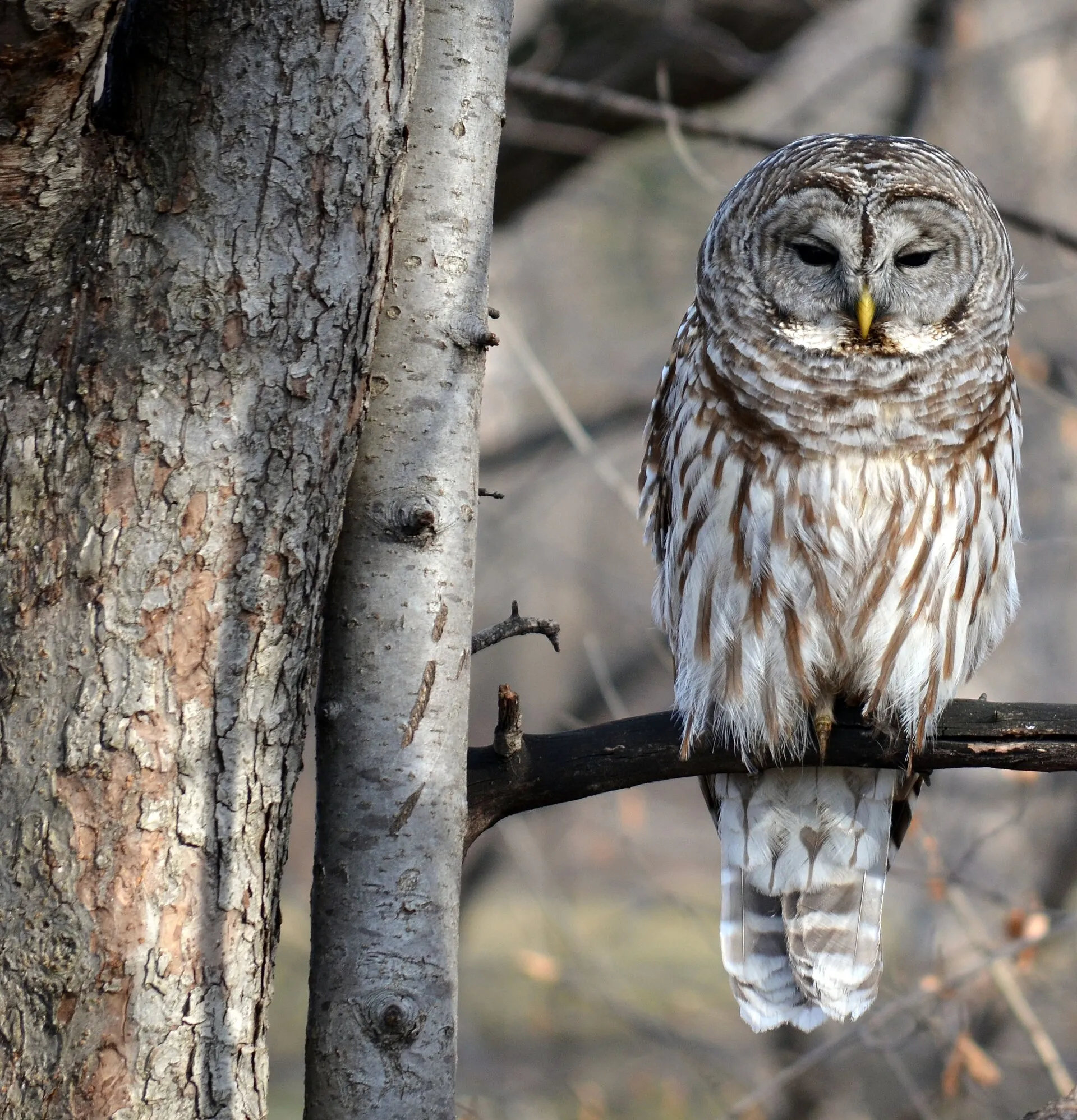 Barred owl with dark eyes and a streaked belly perched on a branch