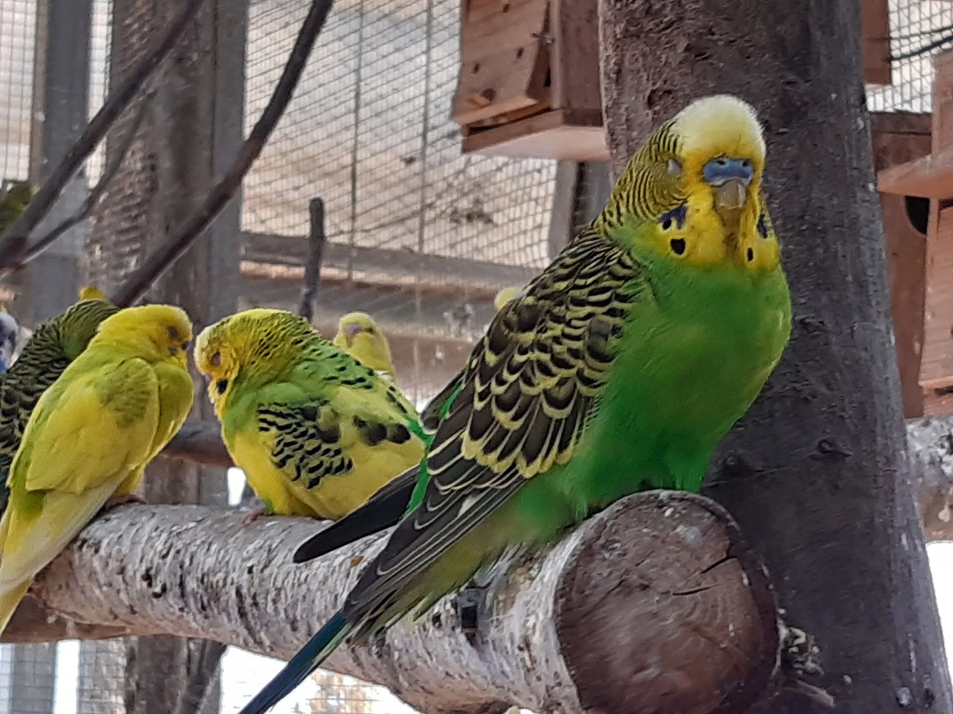 Group of budgerigars perched together on a branch in an aviary