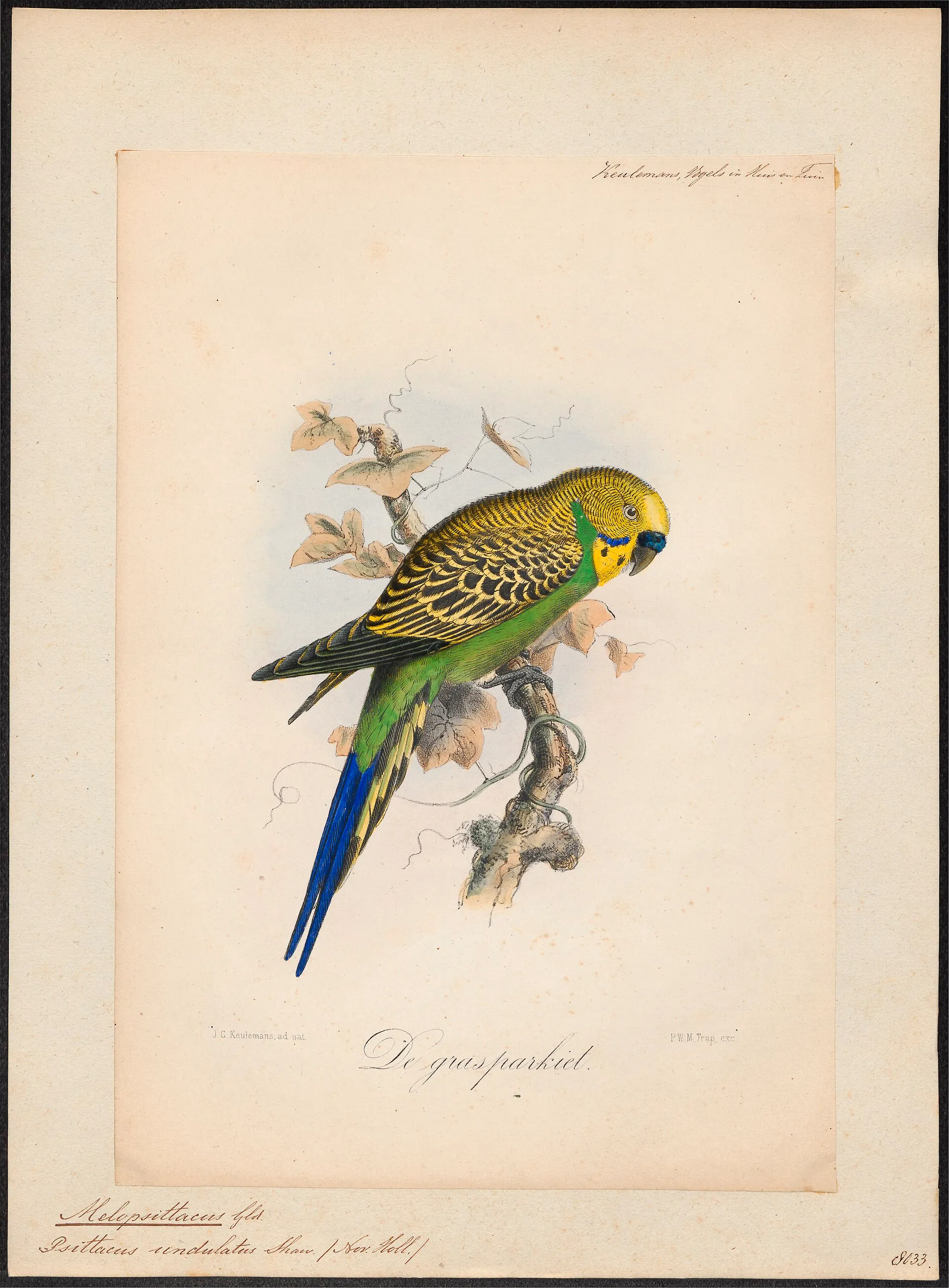 Nineteenth-century zoological print of a budgerigar on a branch