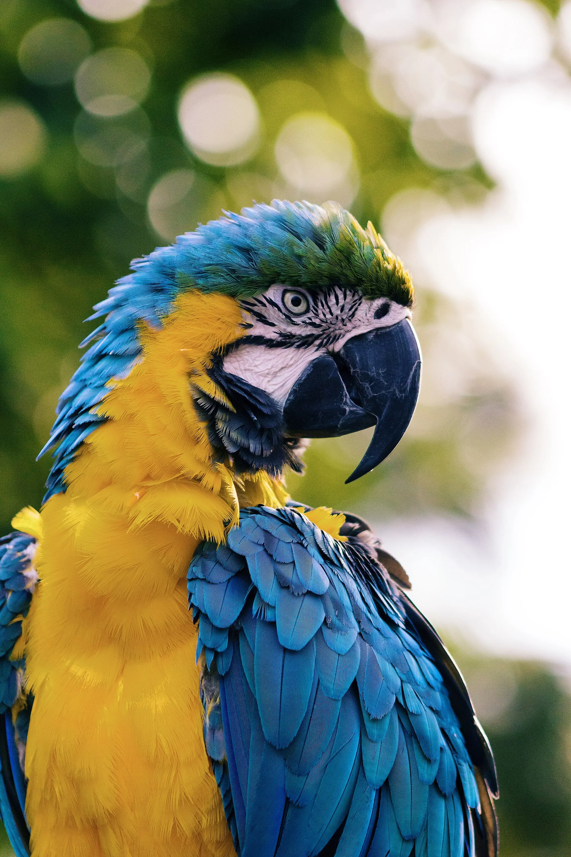 Blue-and-gold macaw with vivid blue wings in close portrait