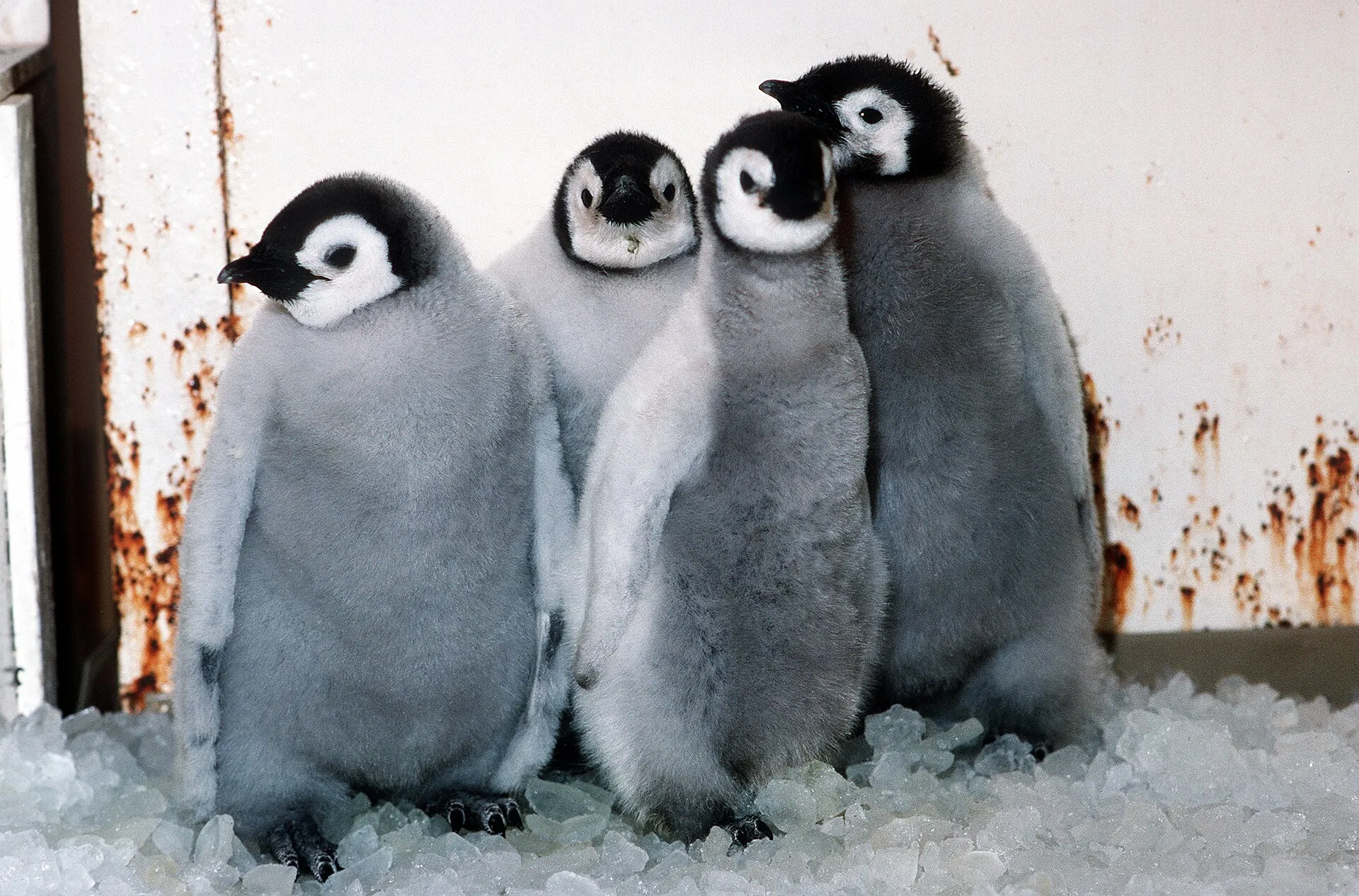 Four downy emperor penguin chicks huddled together on the ice