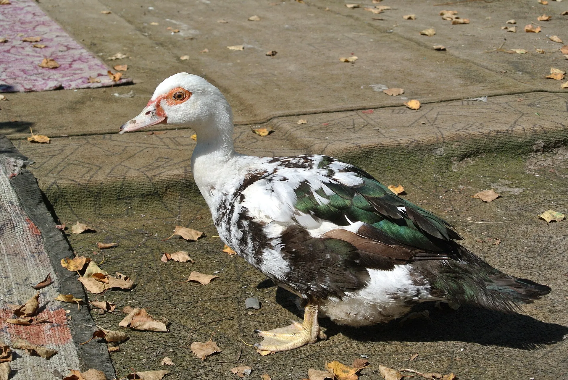 Black and white magpie duck standing in a yard
