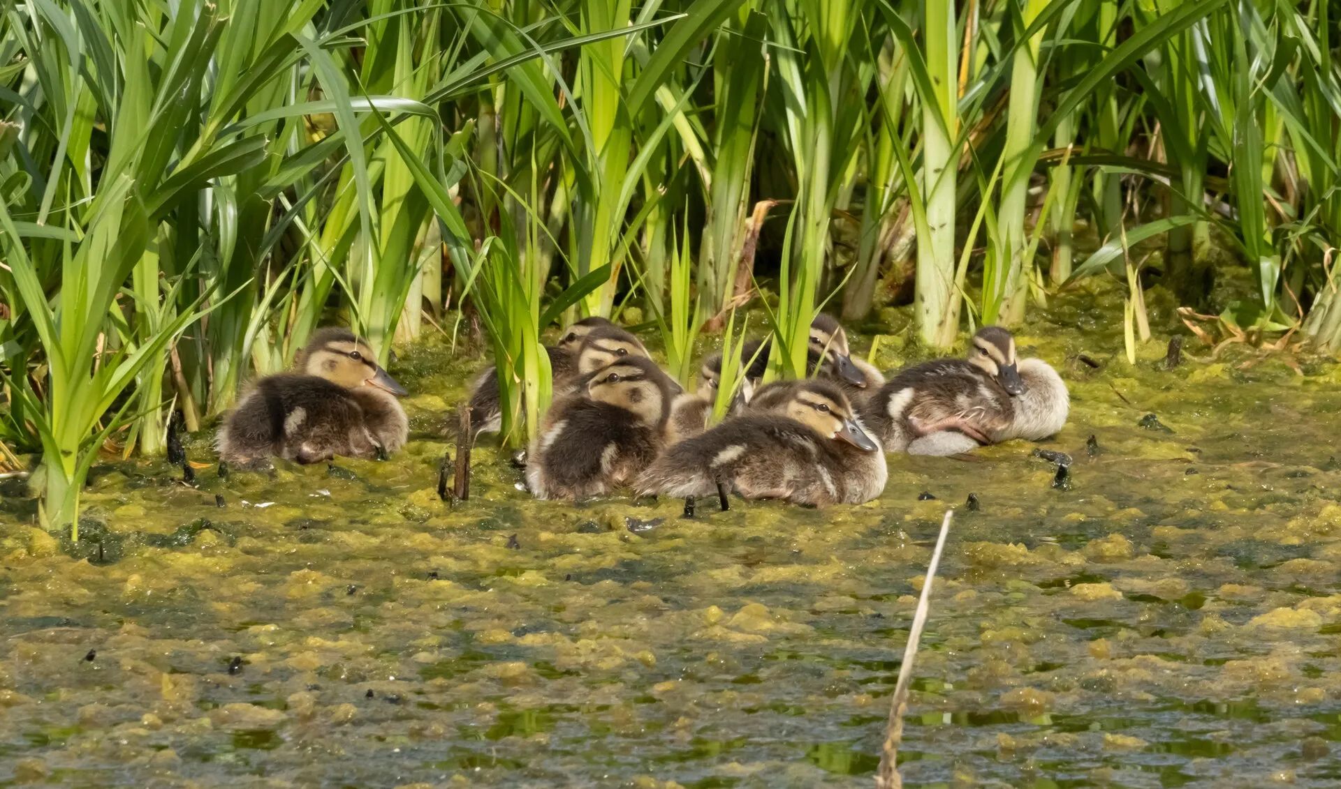Cluster of mallard ducklings resting at the edge of marsh grass