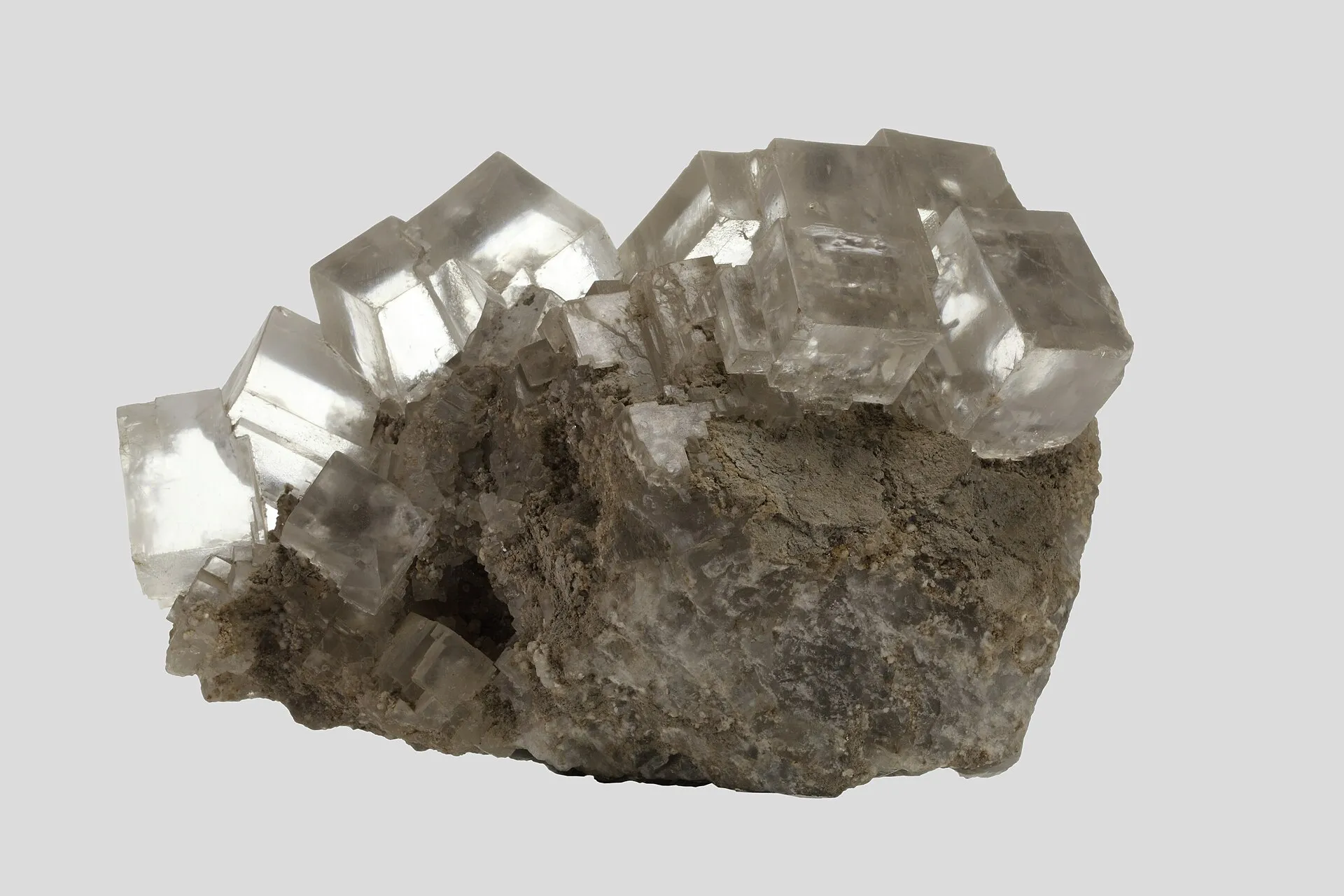 Clear cubic salt crystals growing on a grey rock matrix