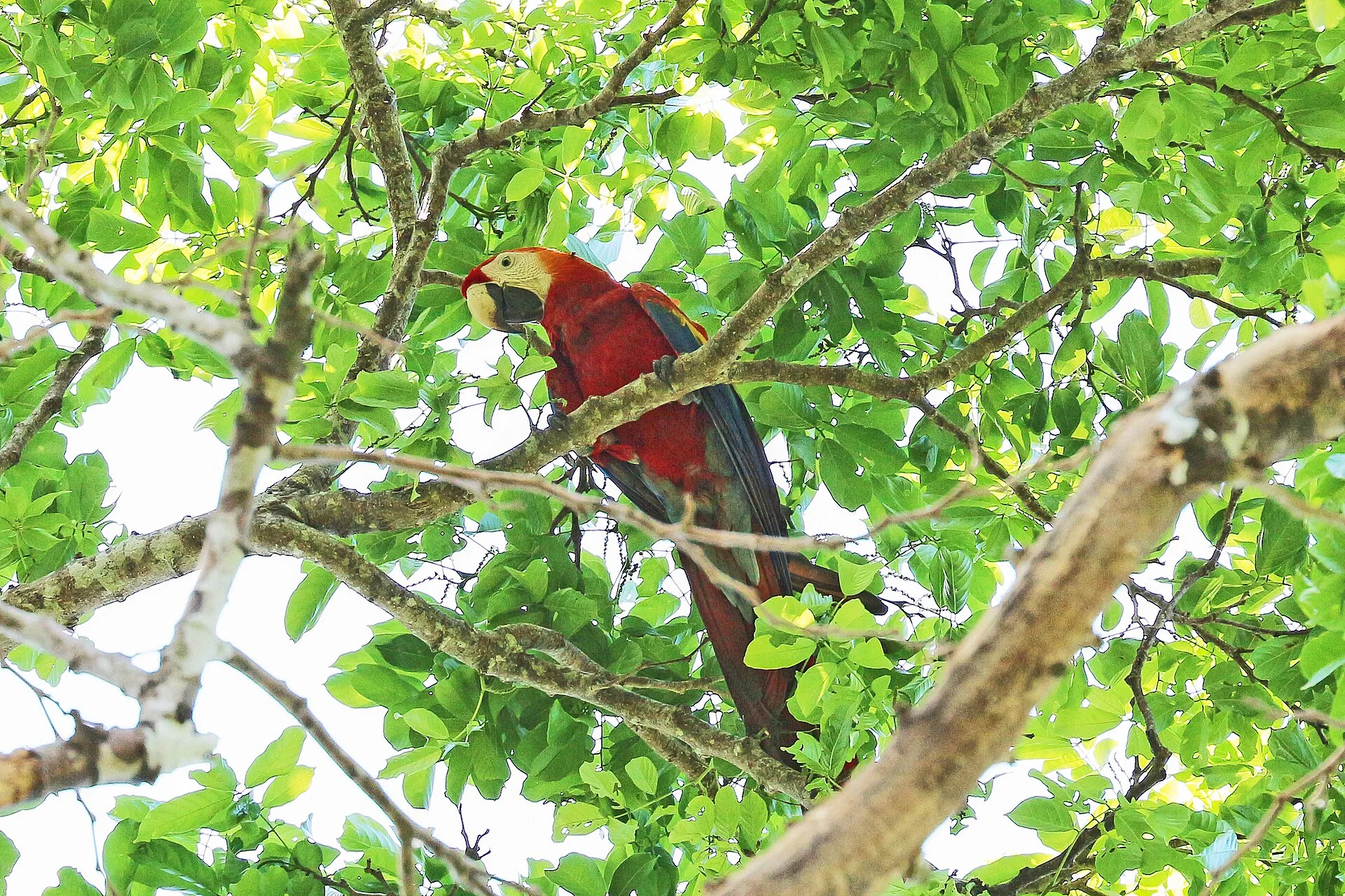 Scarlet macaw perched high in a leafy rainforest canopy